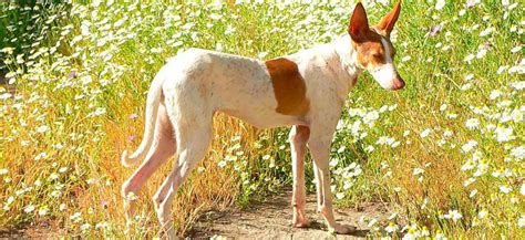 podenco paternino|Todo lo que debes saber sobre el Podenco Paternino:。